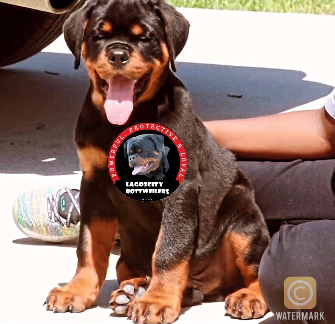 lagos city rottweilers