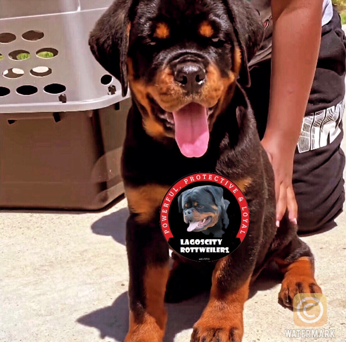 lagos city rottweilers