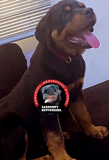 lagos city rottweilers